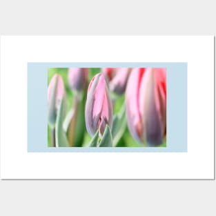 Tulipa &#39;Pretty Princess&#39; Triumph Group Tulip Posters and Art